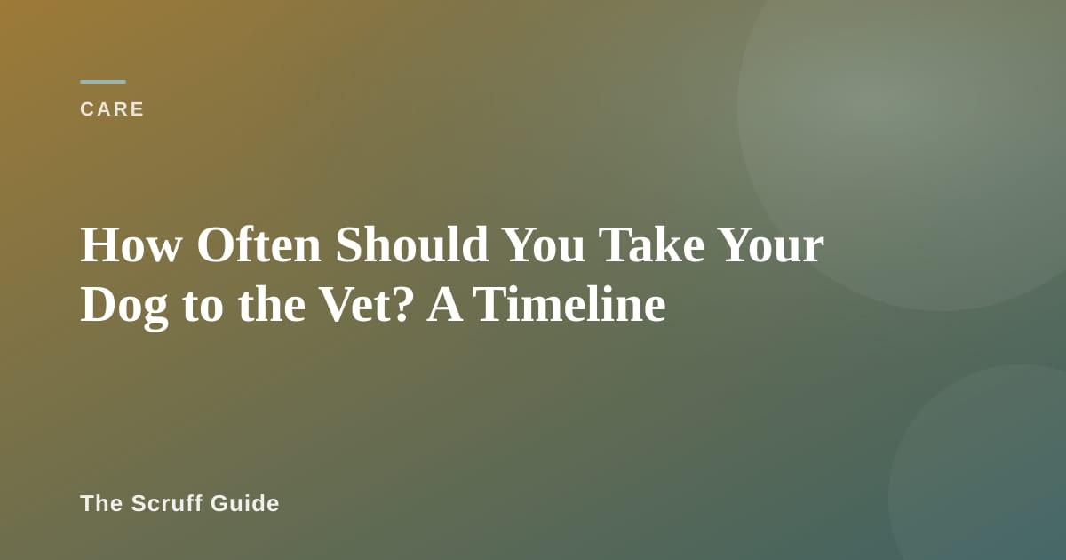 Dog being examined by a veterinarian