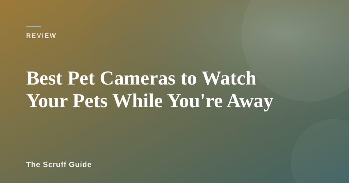 Pet camera on a shelf showing a dog on the app screen